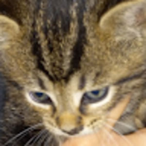 Meet your Posher, Otsuka